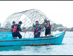 Restorasi Terumbu Karang, PT Timah Kembali Tenggelamkan 37 Unit Coral Garden di Pulau Putri